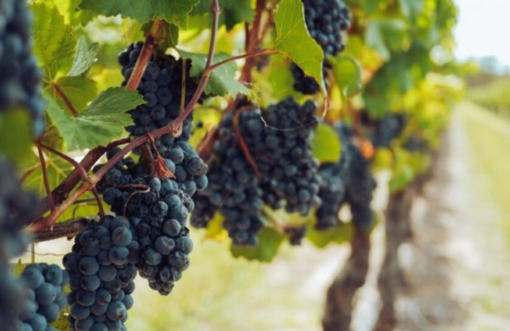 Catorce provincias argentinas ya son productoras de vino y hay 59 áreas productivas: ¿boom de exportaciones en 2024?