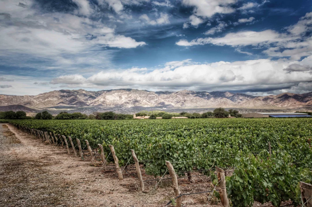 Los viñedos más altos del mundo: qué puesto ocupa la Argentina