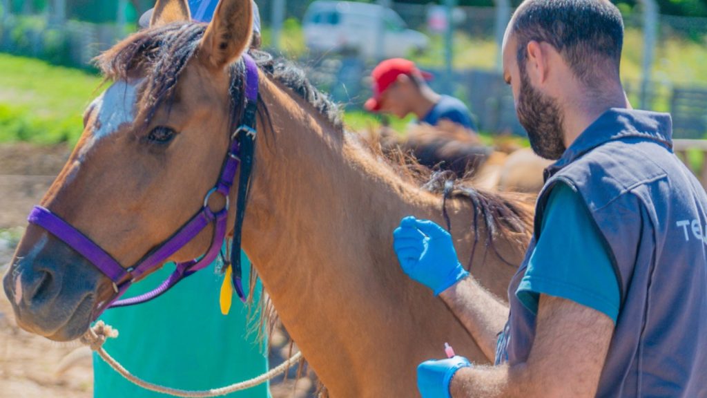 Evalúan un posible caso de Encefalitis Equina en un paciente de San Nicolás