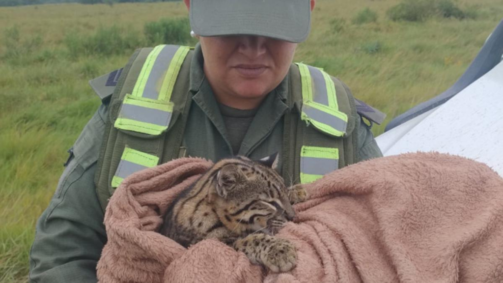 Gendarmería rescató en Formosa un gato onza tras hallarlo golpeado