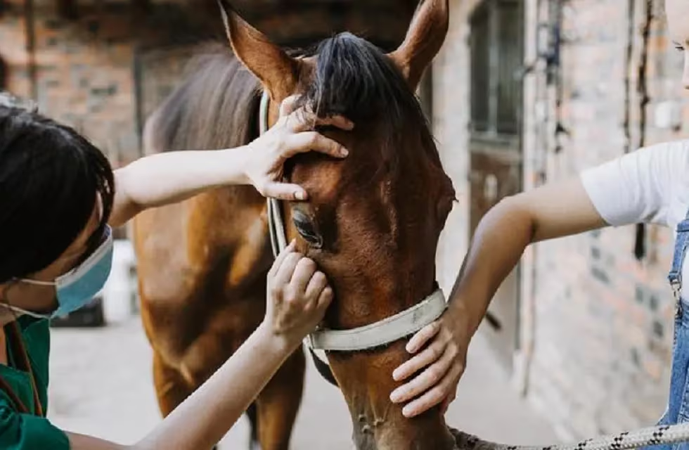 Encefalitis Equina en humanos: ya hay casos confirmados en 30 municipios bonaerenses