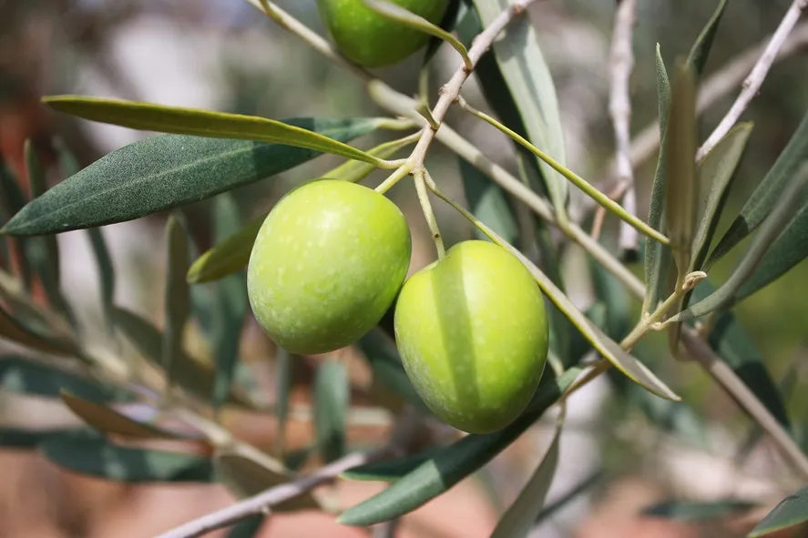 olivo 