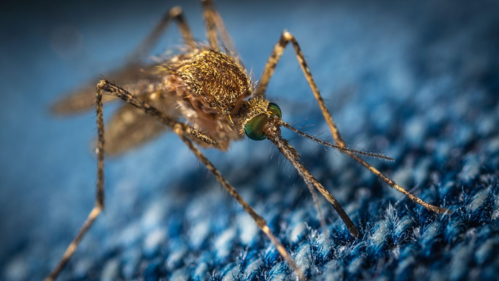Se reportaron más de 6.900 casos de dengue en República Dominicana