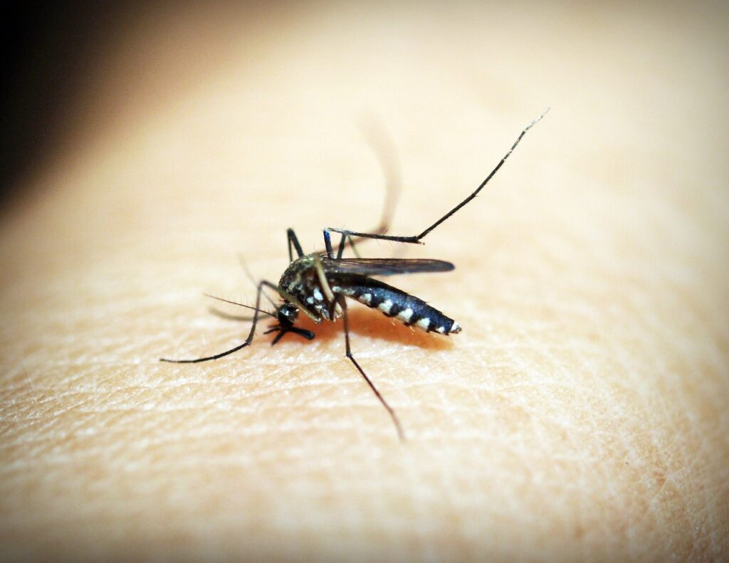 Se registra un brote histórico de dengue en Argentina, con un saldo de 238 fallecidos y más de 330 mil casos confirmados
