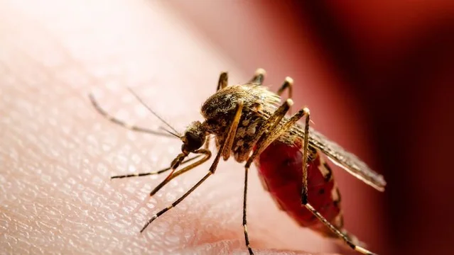 Se acumulan más de 420.000 casos de dengue en lo que va de 2024: se desaceleran los contagios