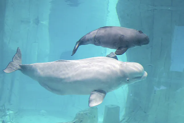 Una pareja de belugas es trasladada desde la devastada Járkov en Ucrania a España