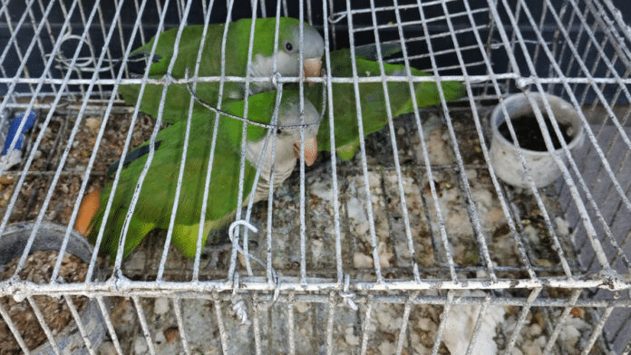 Quilmes: secuestran y liberan aves que eran comercializadas en una feria