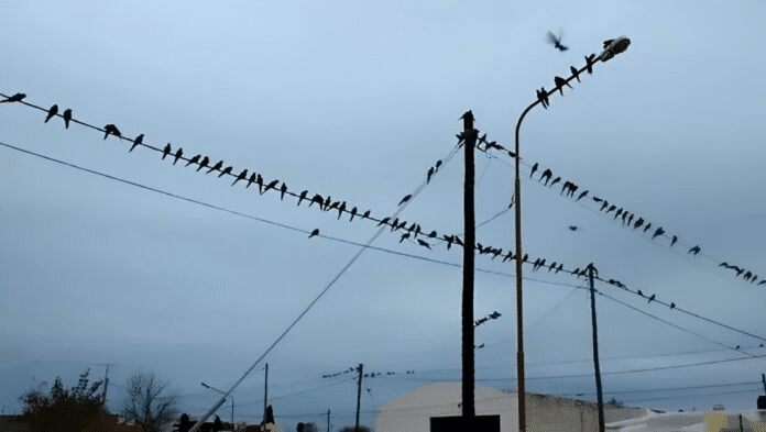 Ascasubi: el pueblo que no le encuentra solución a la invasión de loros barranqueros