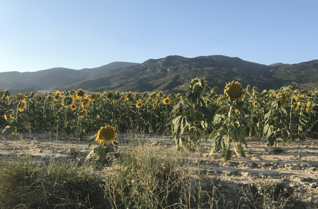 Rumania: la sequía afectó a los rendimientos del maíz y el girasol