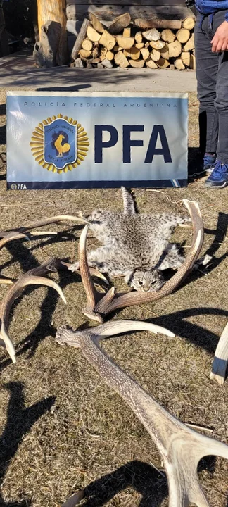 Neuquén: incautaron astas y cabezas de ciervos por infracción a la Ley Fauna