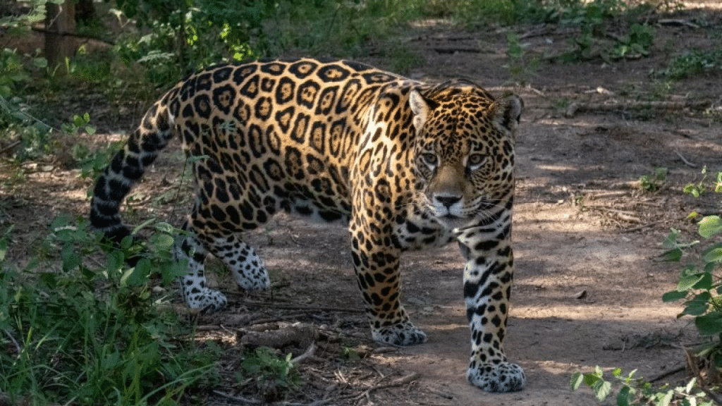 Tras la caza de un yaguareté en Formosa piden frenar la deforestación