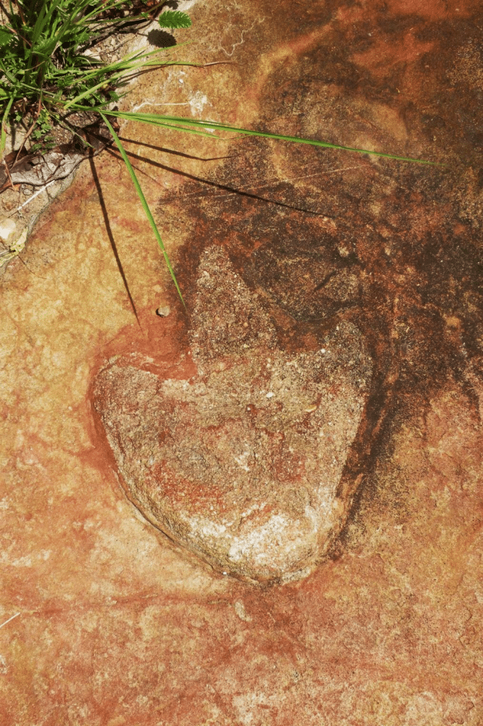 Descubren huellas de dinosaurio similares en costas opuestas del Atlántico