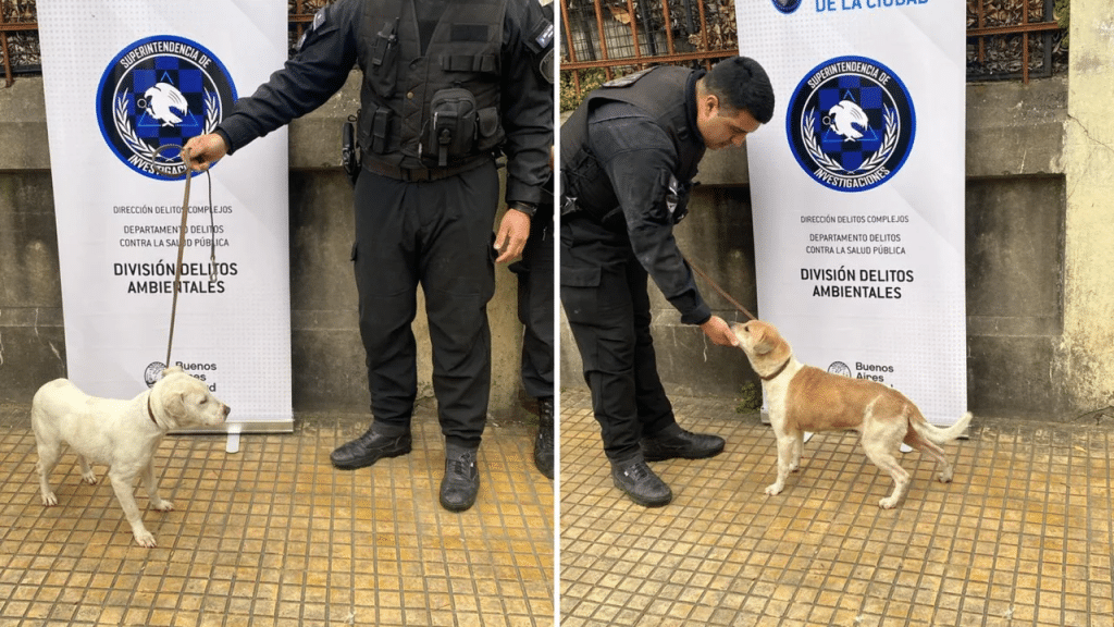 Maltrato animal en Pompeya: rescataron a seis perros dentro de una vivienda en condiciones higiénicas deplorables