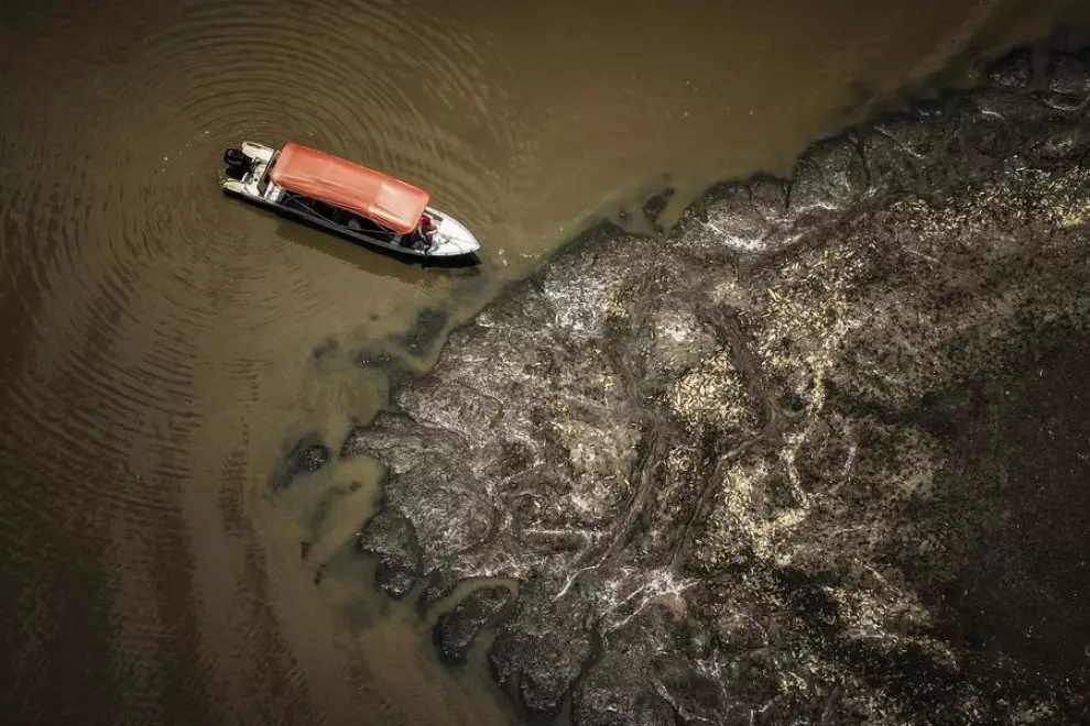 Brasil: delfines mueren en un lago del Amazonas poco profundo por la sequía