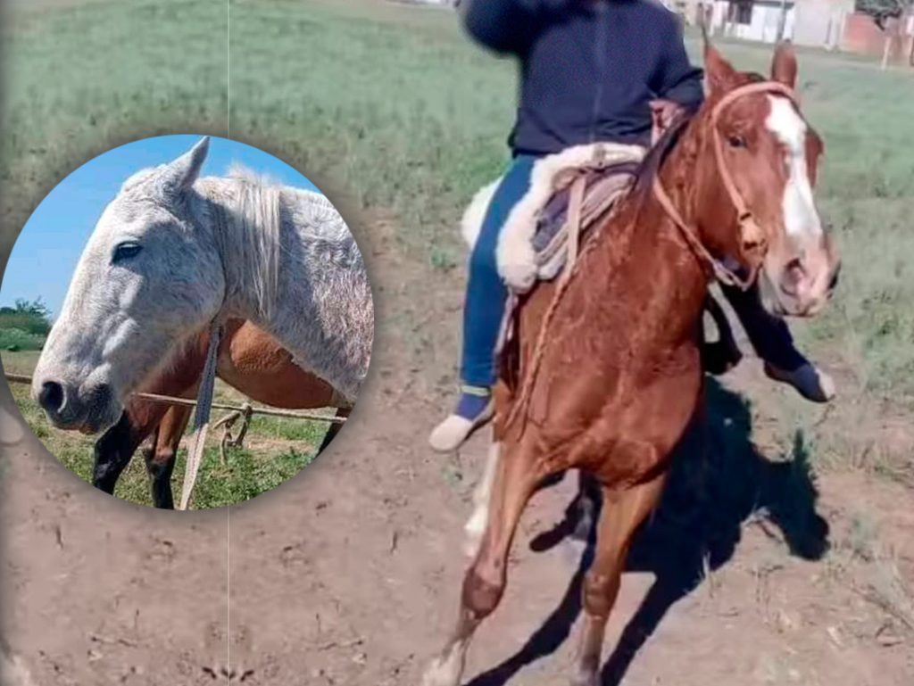 Zona norte: robaron dos caballos en plena madrugada