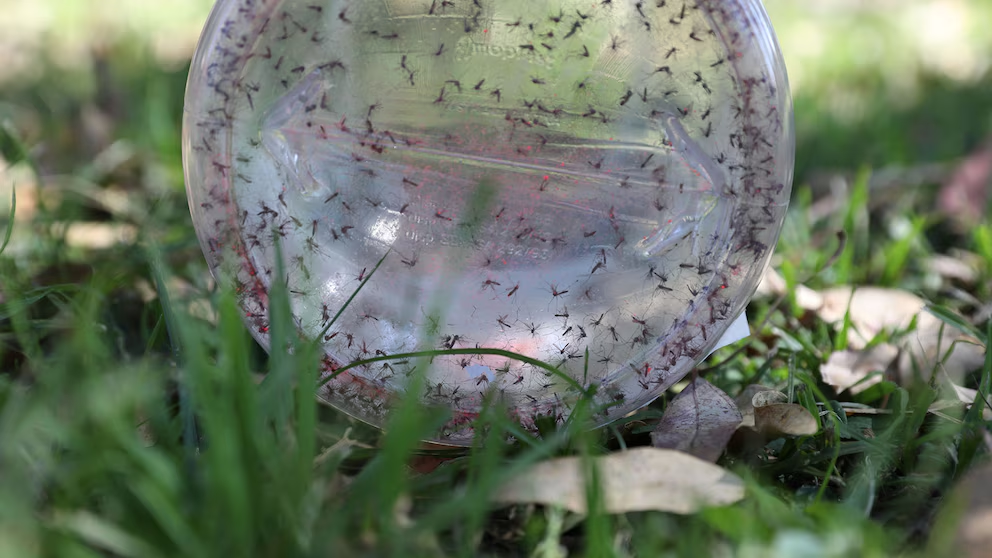 Liberan mosquitos estériles fosforescentes para combatir el dengue