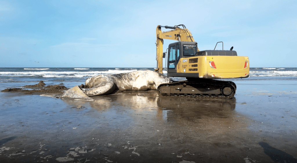 Una ballena blanca apareció sin vida en las costas de Santa Teresita