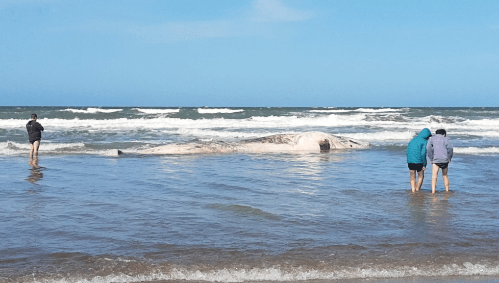 Una ballena blanca apareció sin vida en las costas de Santa Teresita