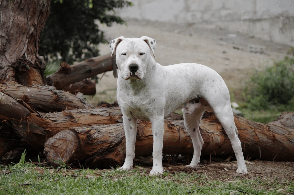 Dos delincuentes utilizaron un dogo para atara a un motociclista en Jujuy.