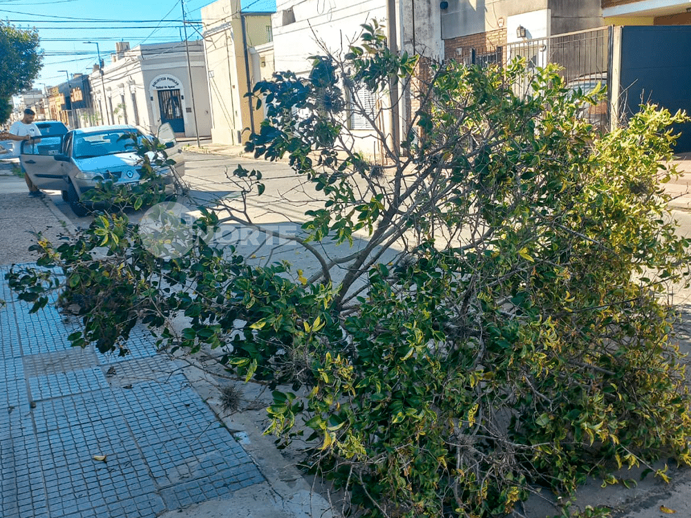 Zona centro: una grúa derriba un árbol y se da a la fuga