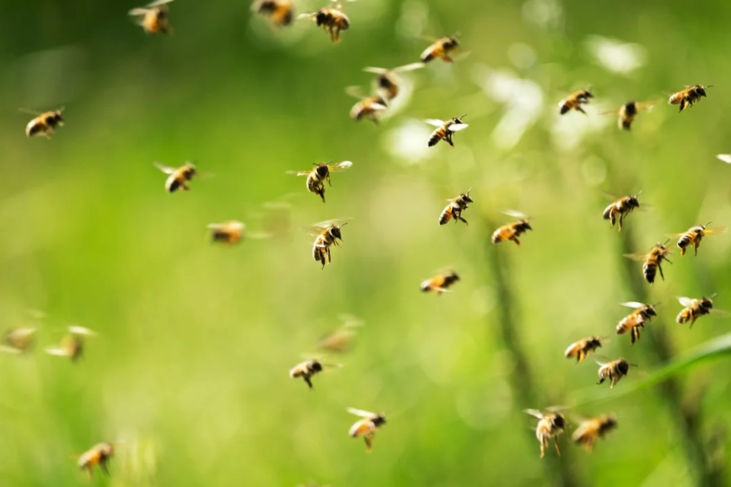 detenidos lanzar abejas policías