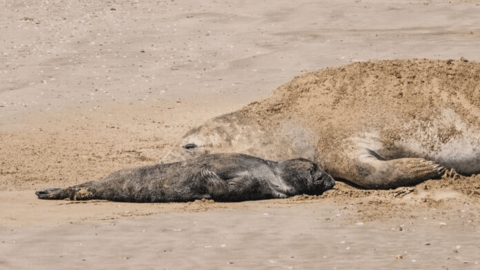 murió cachorro elefante marino