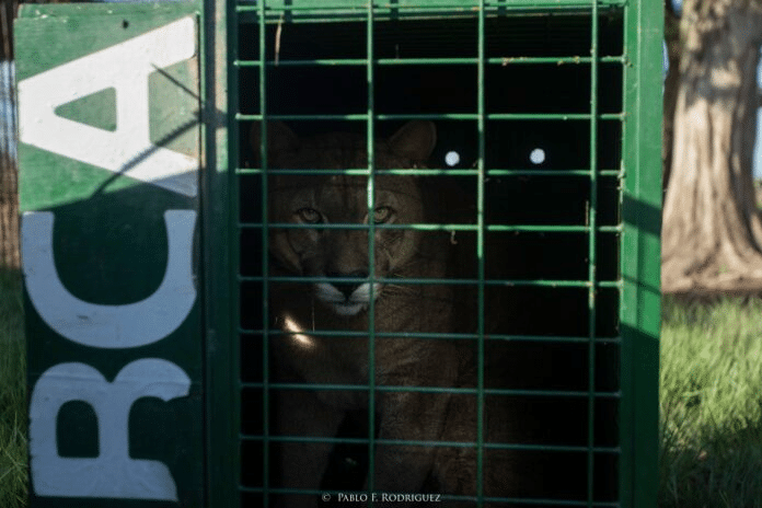 pumas rescatados tráfico ilegal