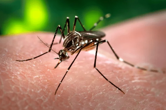 casos autóctonos dengue AMBA