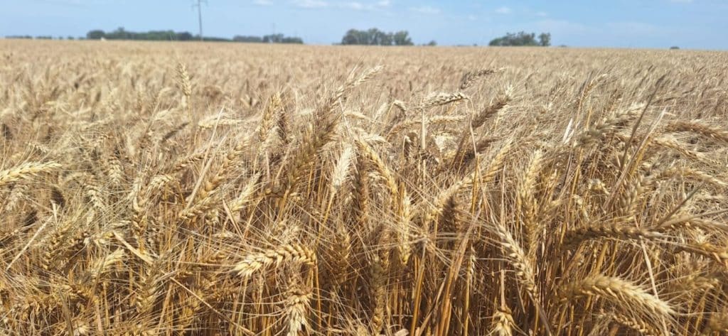 Cultivos en San Nicolás: un año marcado por la irregularidad climática