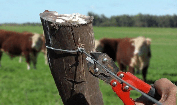 Abigeato en San Pedro: un productor de ganado sufrió el robo de 30 vacas