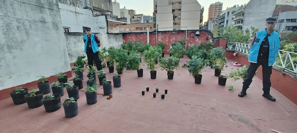 Desmantelaron una plantación de cannabis en un departamento en Villa Urquiza