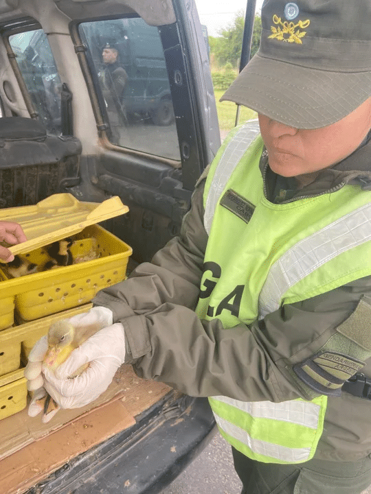 Iba por la Autopista Ezeiza-Cañuelas con 150 patos en el baúl de su vehículo y lo detuvieron