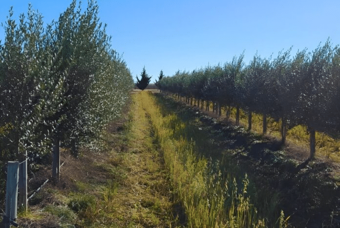 Desarrollo Agrario destacó que avanza el plan para crear la Ruta del Olivo en el sudoeste bonaerense