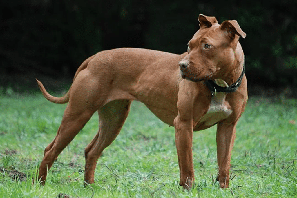 Córdoba: un hombre se descompensó en la calle y su perro pitbull agredió a quienes intentaron asistirlo