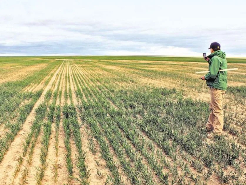 Sequía: los productores agrícolas advierten que “en breve podríamos estar a la altura de la seca anterior”