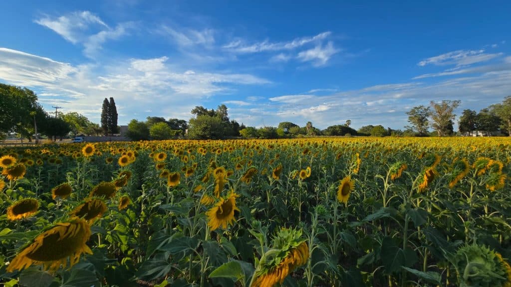 El campo de girasoles en San Nicolás que es tendencia en las redes