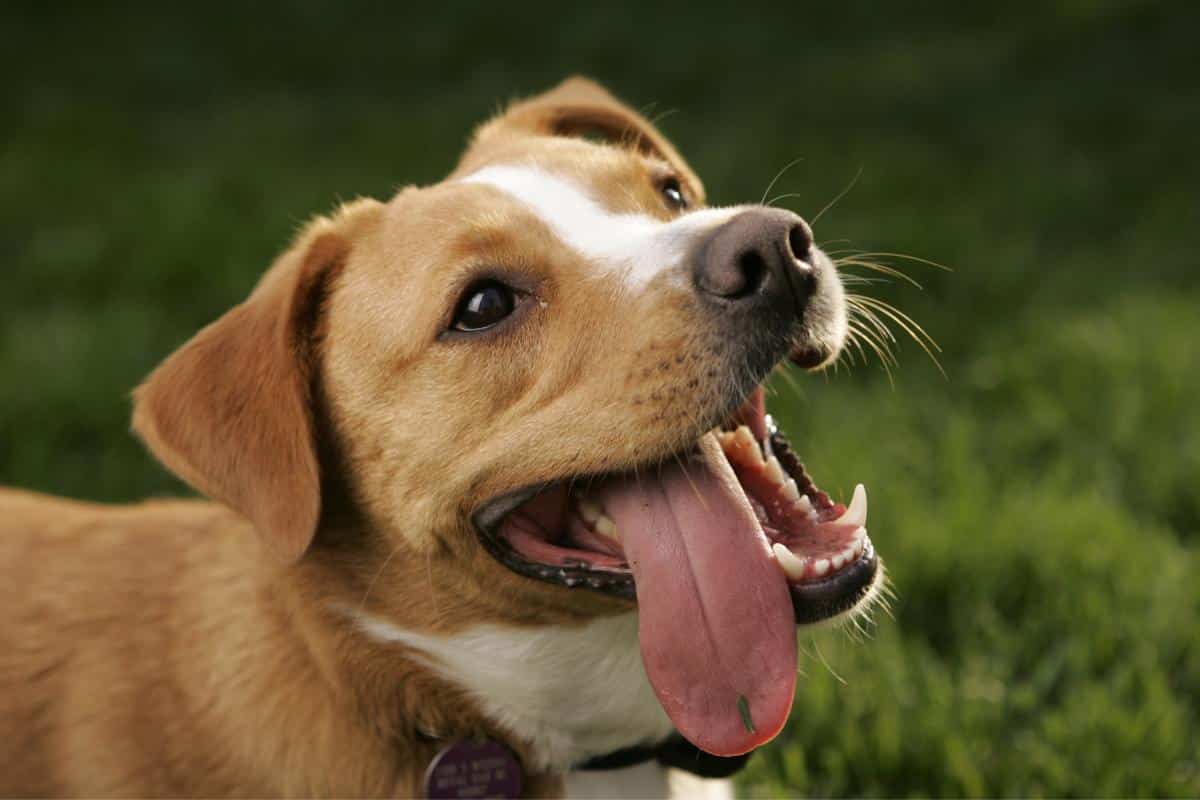 Por Qué En Verano Los Perros Sacan Más La Lengua: Qué Significa 