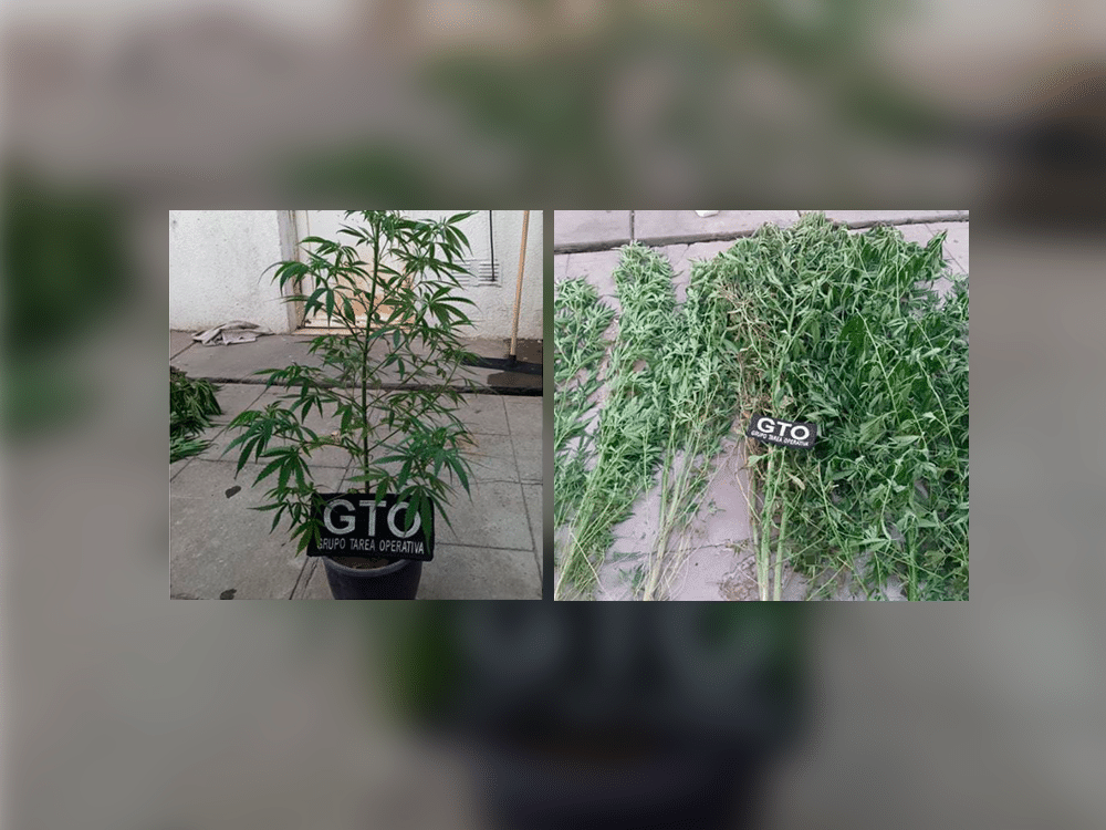 Detienen a un joven y secuestran marihuana tras denuncia por robo