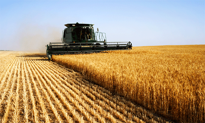 Trigo producción record toneladas exportaciones