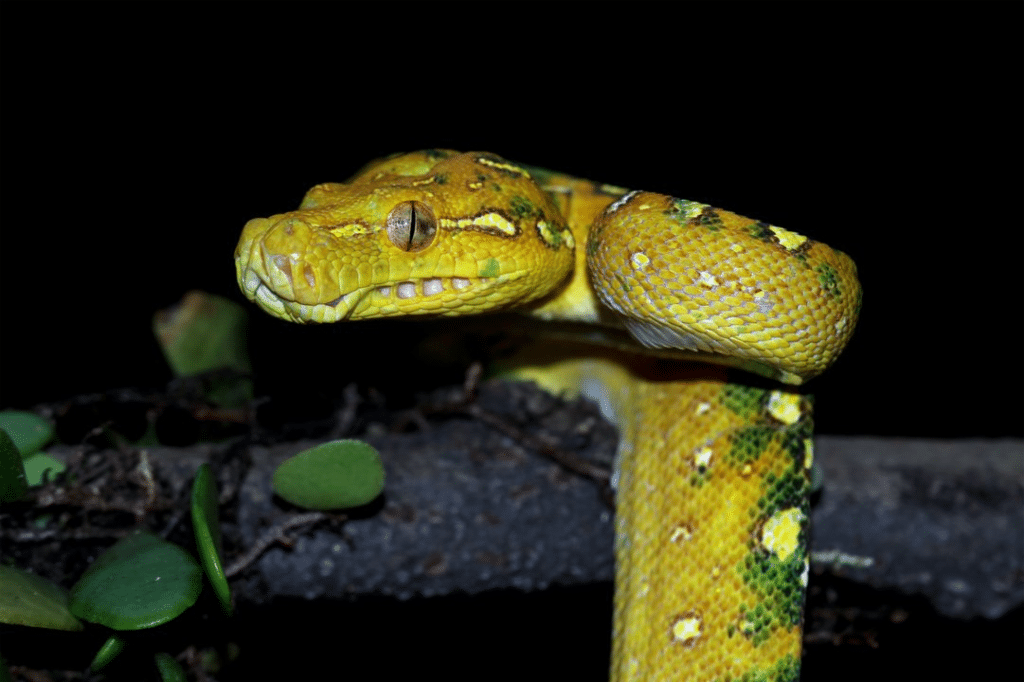 Códroba patio casa pitón reptil