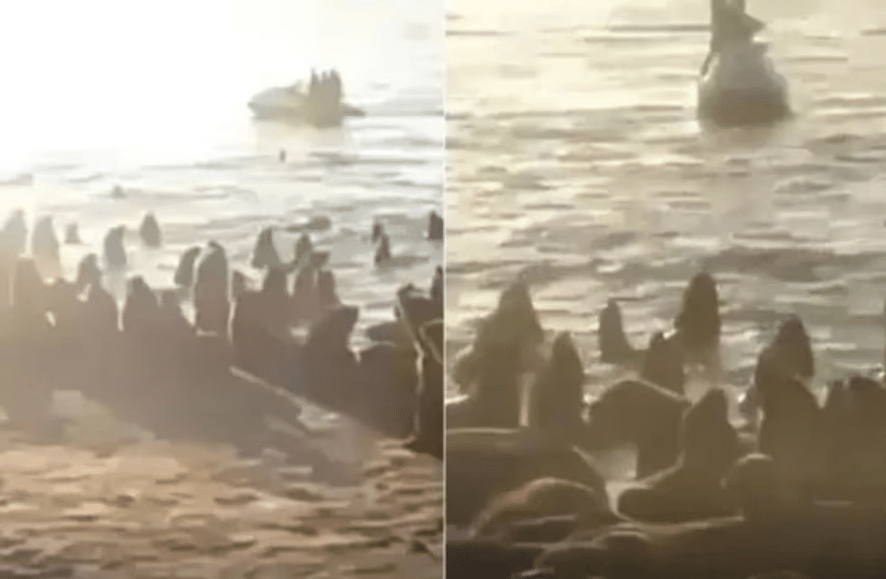 indignación en mar del plata lobos marinos moto de agua