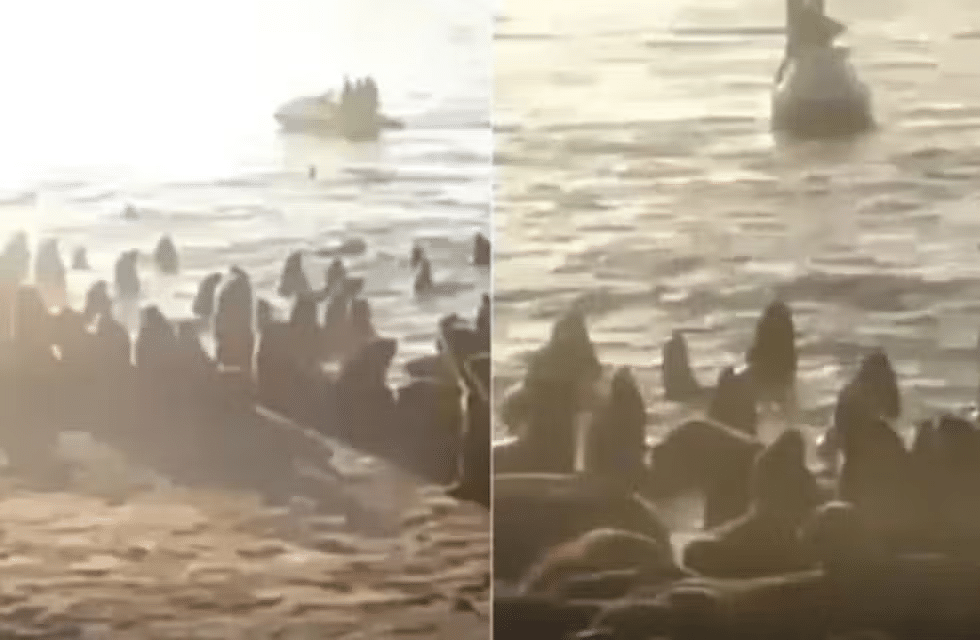 sanción moto de agua Mar del Plata Lobos Marinos