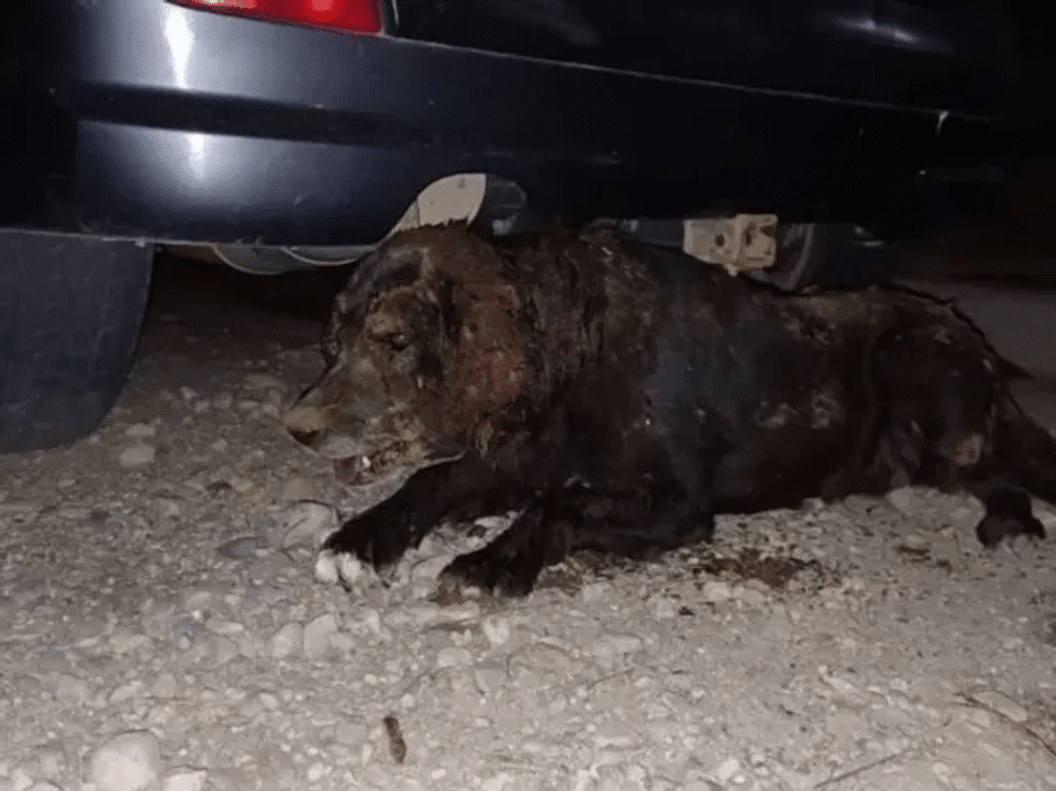 viva a una perra Bariloche dueña