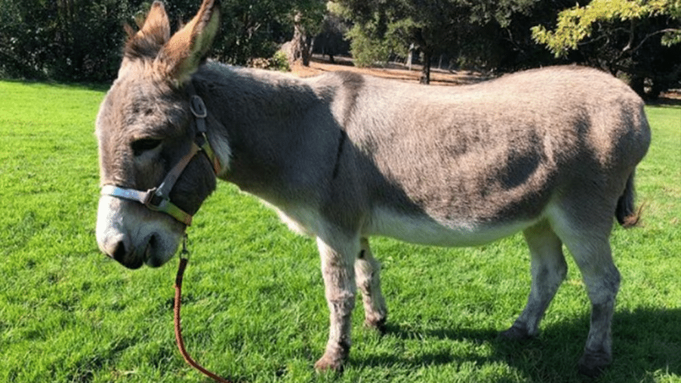 Adiós a Perry: el burro que inspiró al famoso personaje de Shrek
