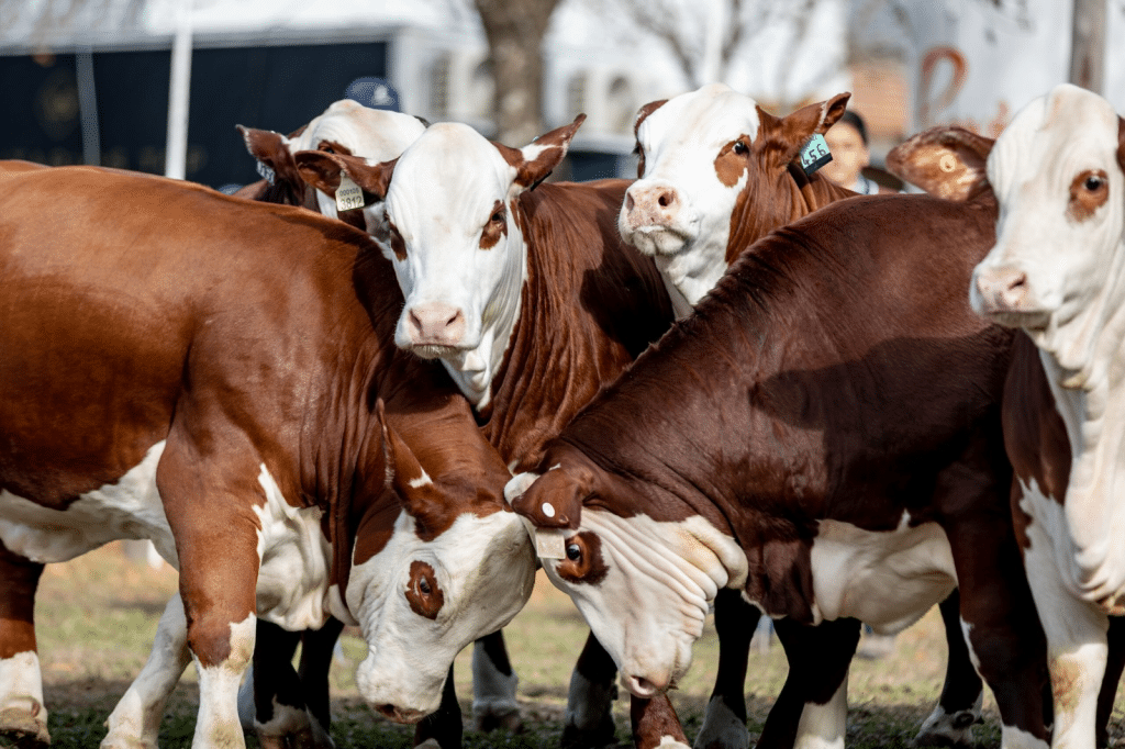 Expoagro 2025 agronegocios ganadero YPF ganadería