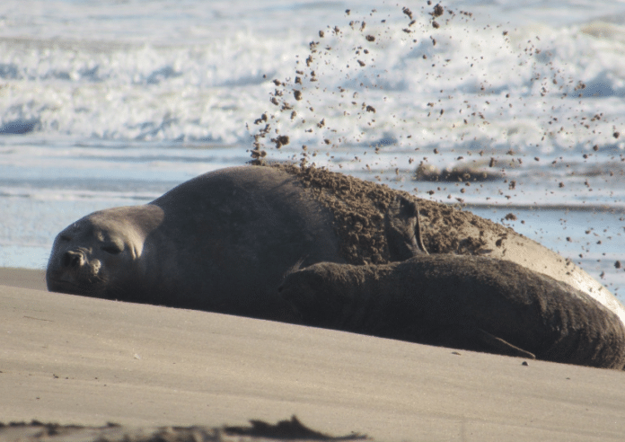 Un elefante marino sorprendió a una familia rosarina en su casa de Mar de las Pampas