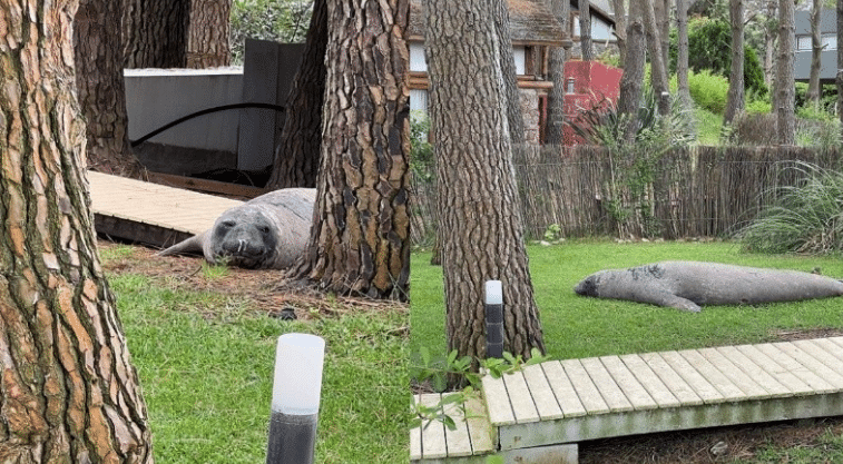 Un elefante marino sorprendió a una familia rosarina en su casa de Mar de las Pampas