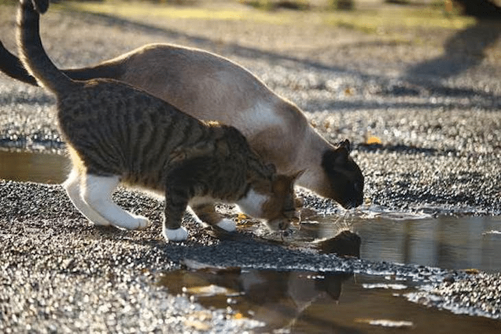 la deshidratación en animales riesgos