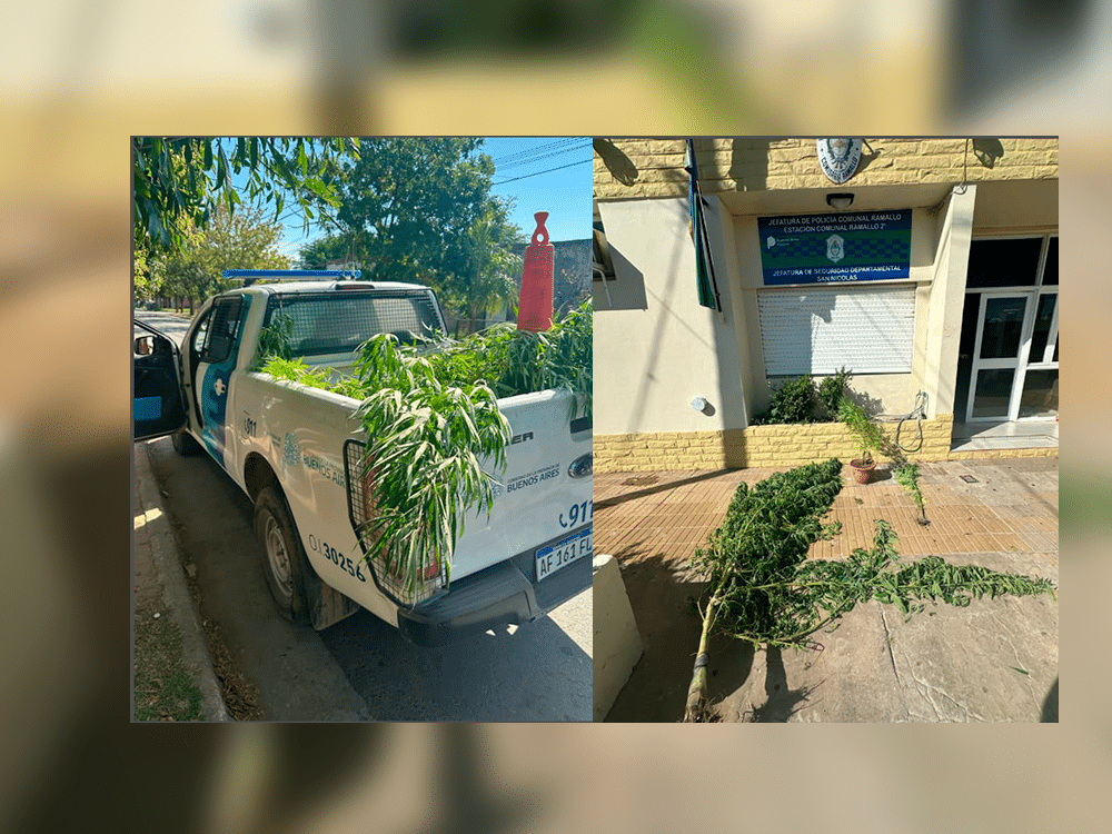 Aprehendido en Ramallo por agresión y le incautaron plantas de marihuana con más de 2 metros de altura