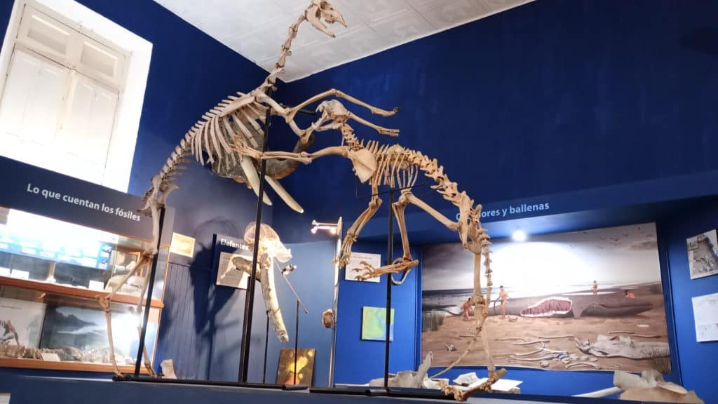El museo Scasso se prepara para las Jornadas "Mundos Perdidos": un evento nicoleño dedicado a la ciencia y la exploración del pasado